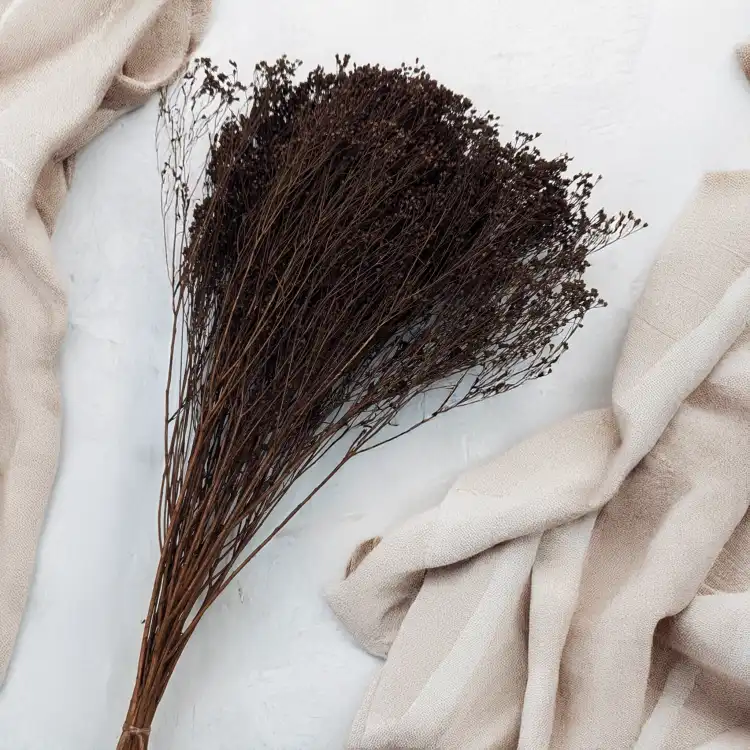 Broom Bloom Chocolate 3.png