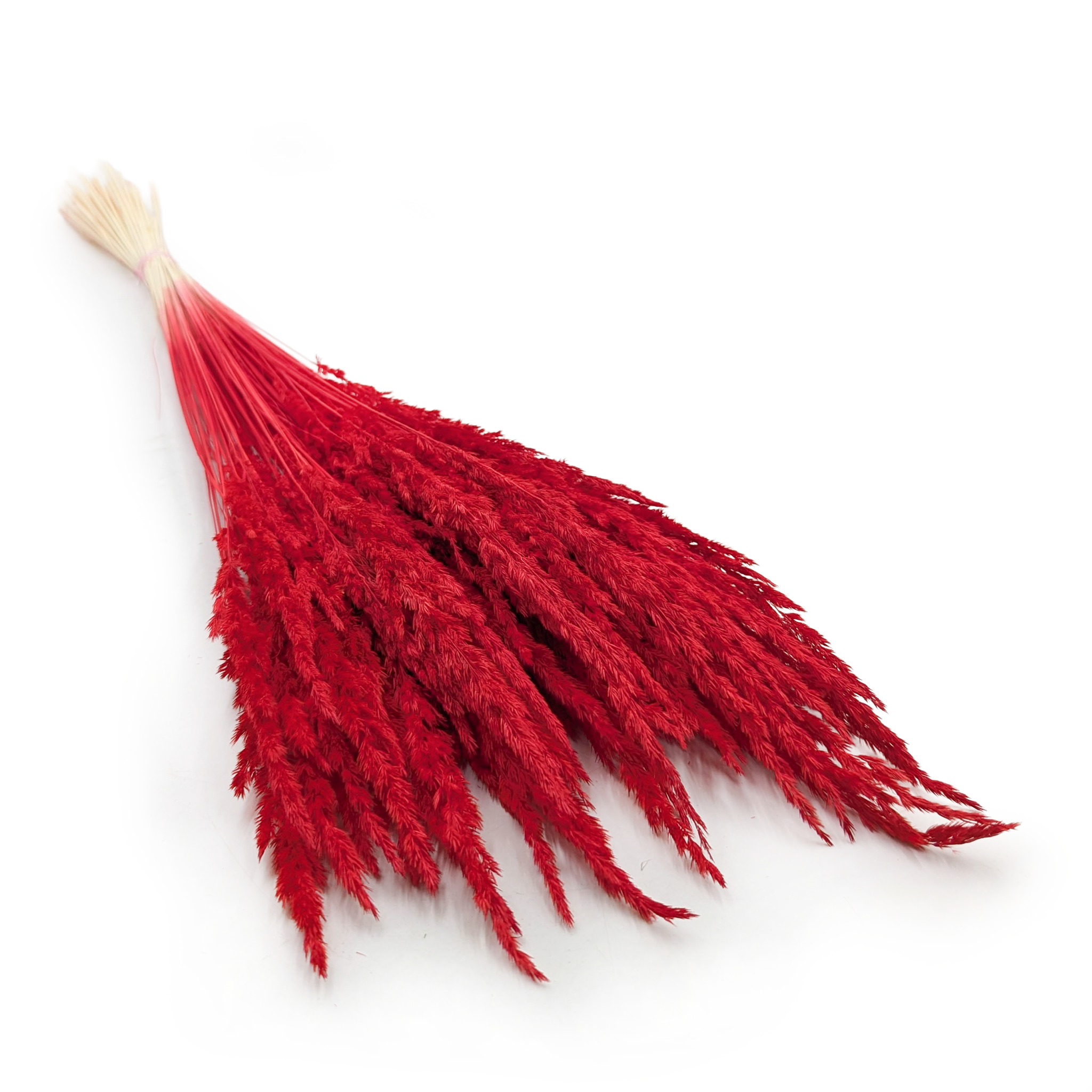 Roseau des sables – (Calamagrostis epigejos) – Rouge