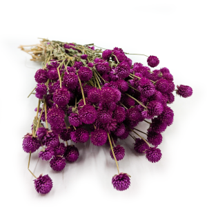 Gomphrène séchée – (Gomphrena globosa) – Violette