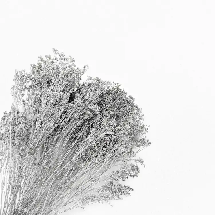 Broom Bloom Dried Silver 3.png