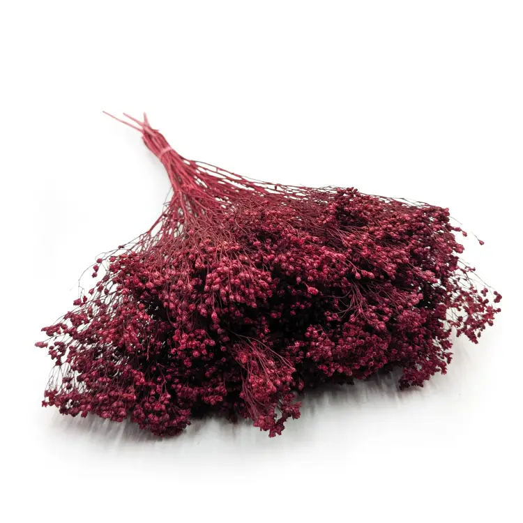 Broom Bloom Bordowy.png