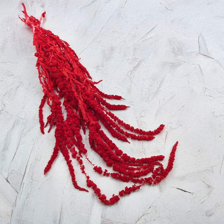 Szarłat czerwony IT 1.png