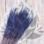 Trawa Granatowa PLS 2.png