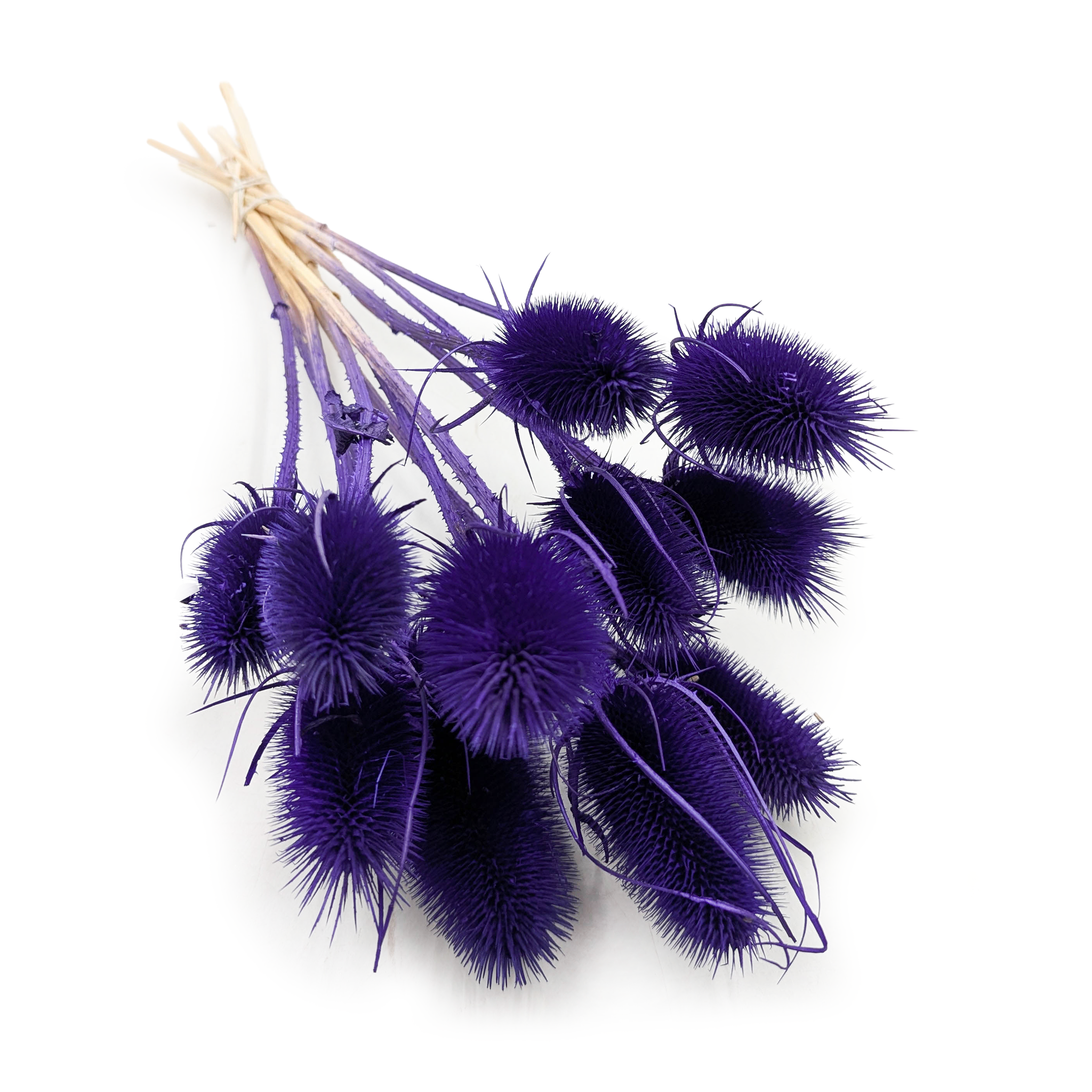 Chardon séché – (Dipsacus) – Bleu