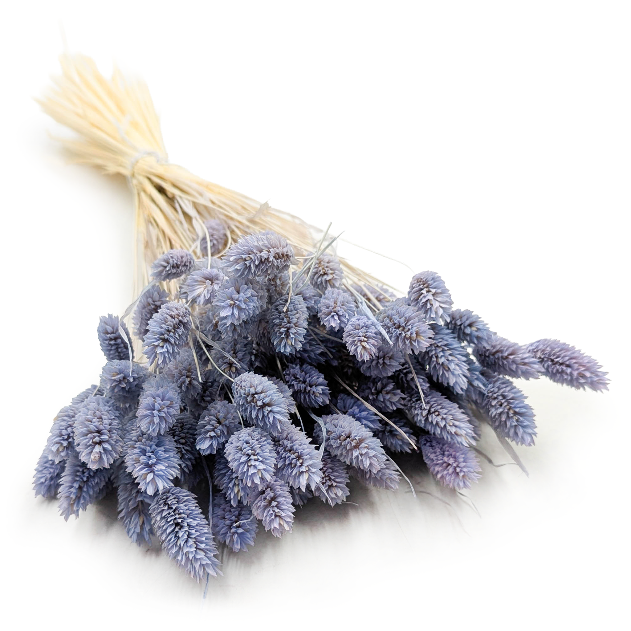 Phalaris Séché – Bleu Denim