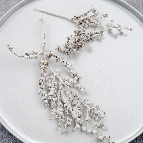 Canella Bielona 1.png