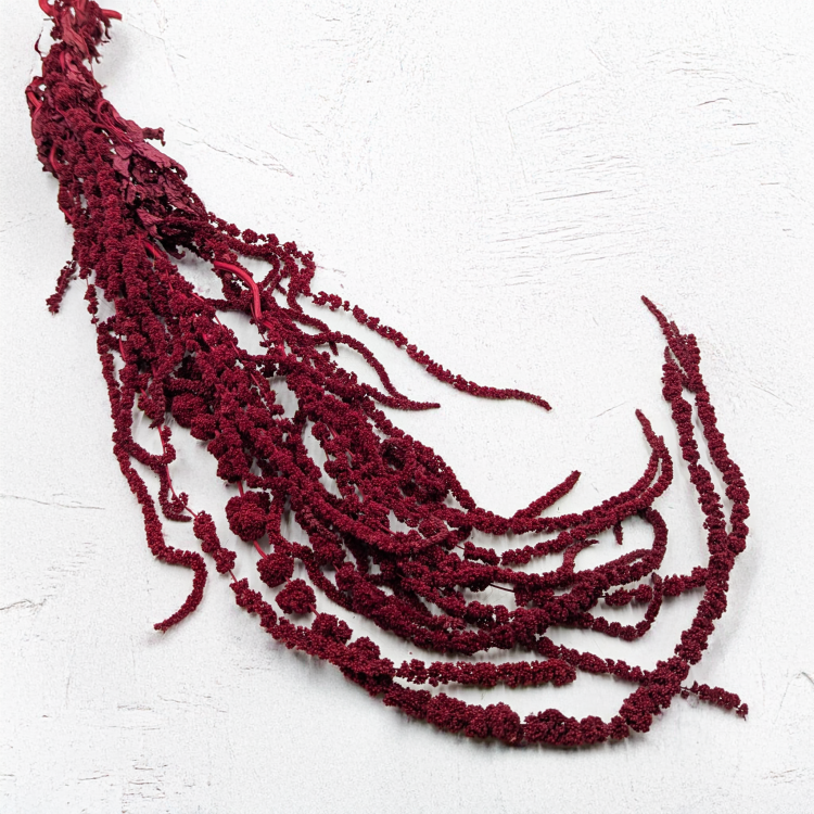 Szarłat bordowy IT 1.png