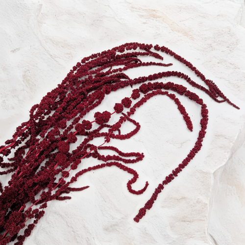 Szarłat bordowy IT 2.png