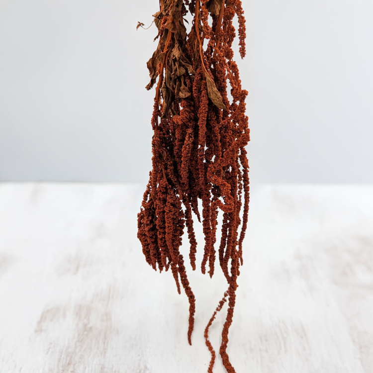 Szrałat dark terracotta 5.png