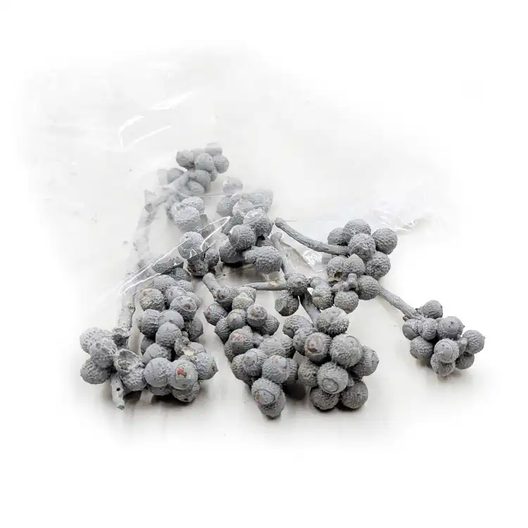 Acorn Bunch 3.png