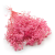 Gips Pink Royal 04.png