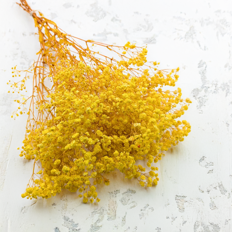 Gips Zolta royal 07 1.png