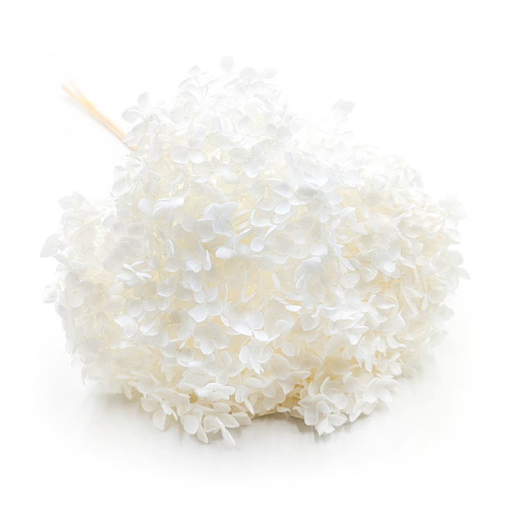 Hydrangea Bleached Royal 06.png