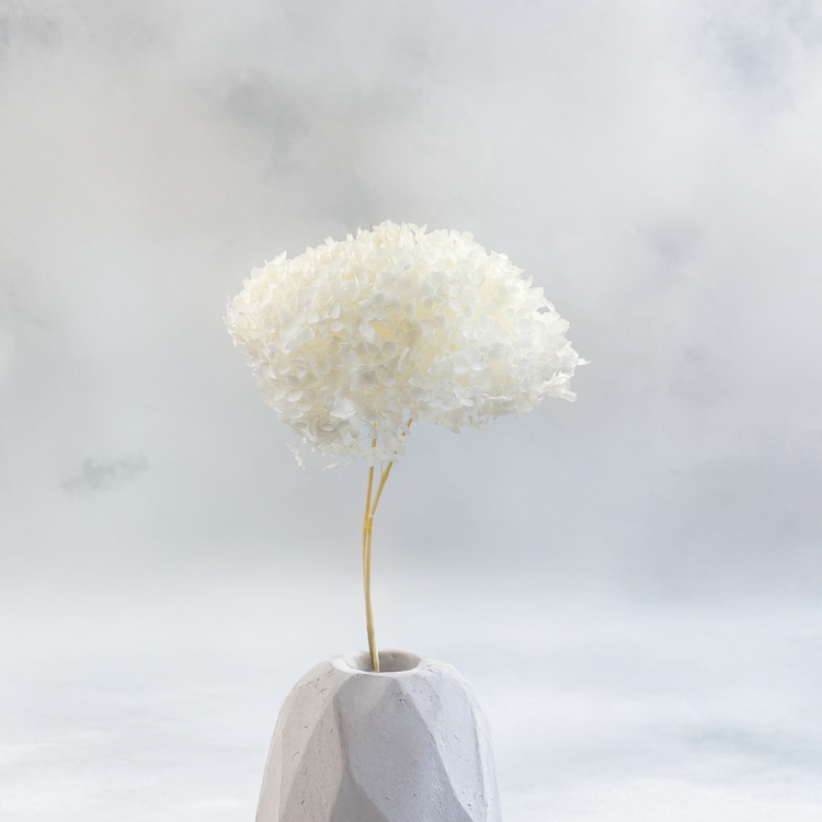 Hydrangea Bleached Royal 01.png