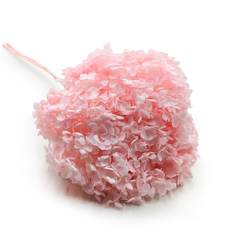 Hydrangea Pink Royal 03 0.png