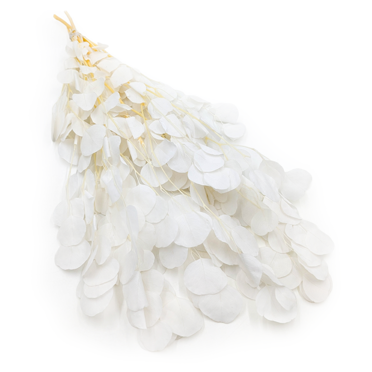 Populus Bleached Royal 2.png