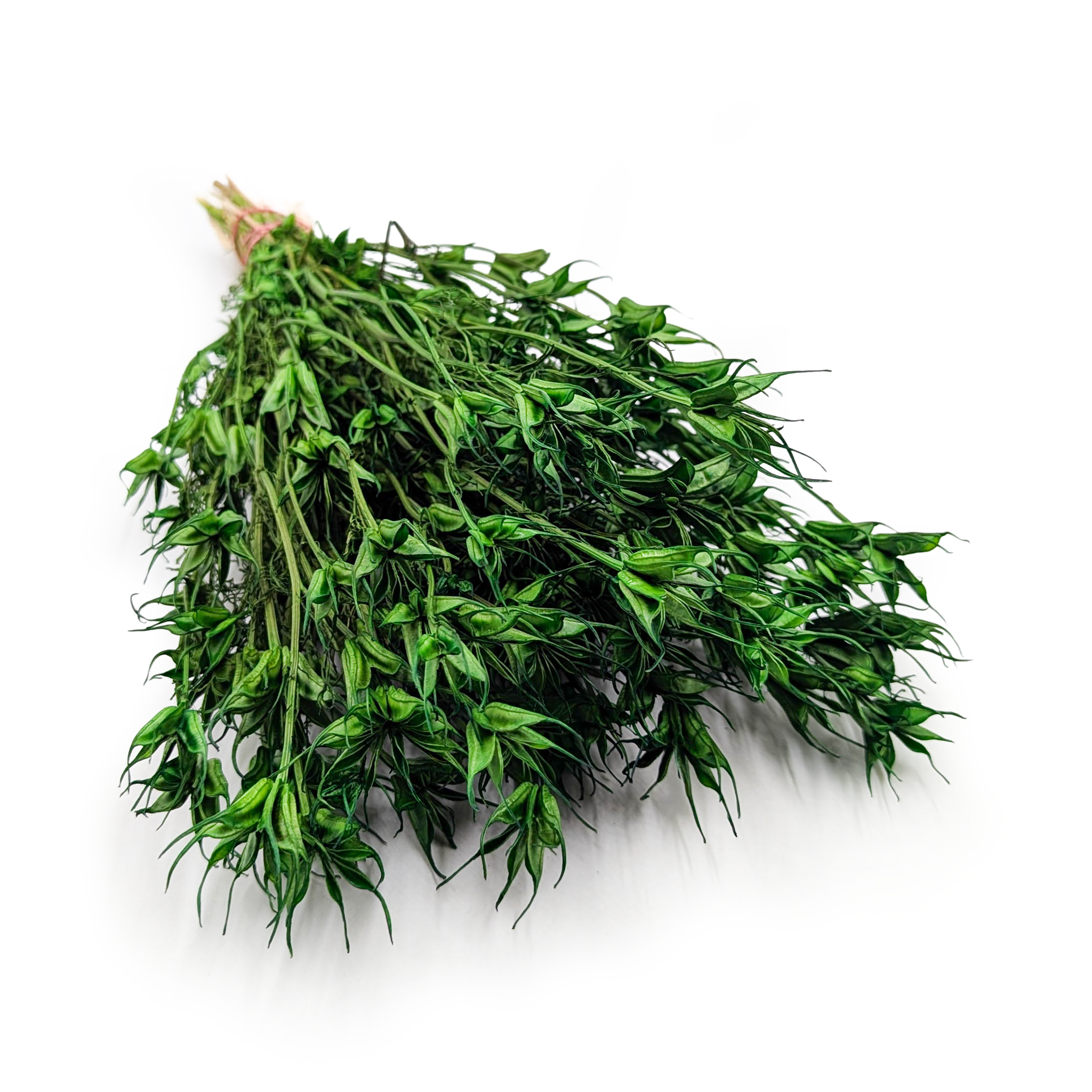 Nigelle Orientale Séchée – (Nigella Orientalis) – Verte