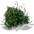 Nigella orient ziel pl.png
