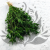 Nigella orient ziel pl 1.png