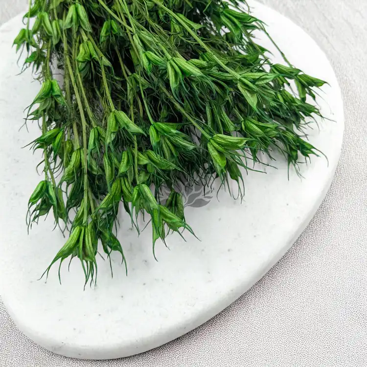 Nigella orient ziel pl 2.png