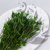 Nigella orient ziel pl 3.png