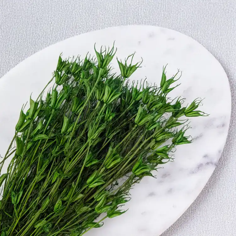 Nigella orient ziel pl 3.png