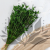 Nigella orient ziel pl 4.png