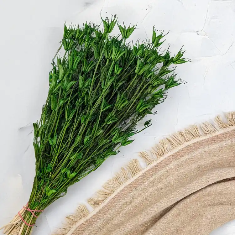 Nigella orient ziel pl 4.png