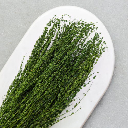 Lepidium butelka 2.png