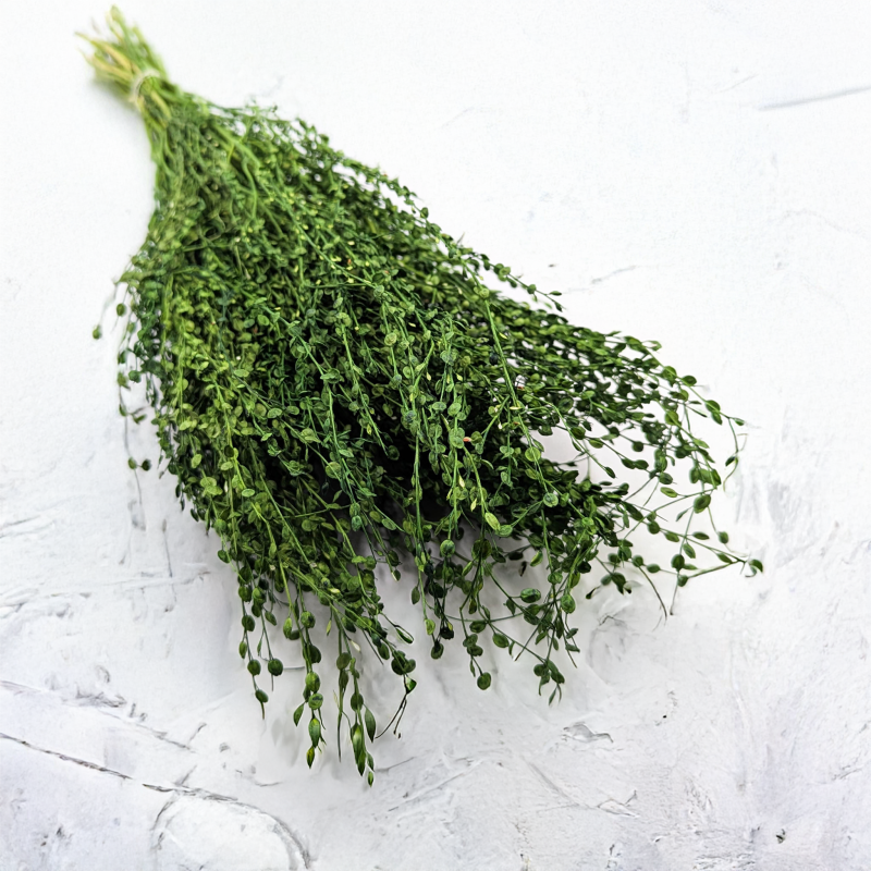 Lepidium butelka 5.png