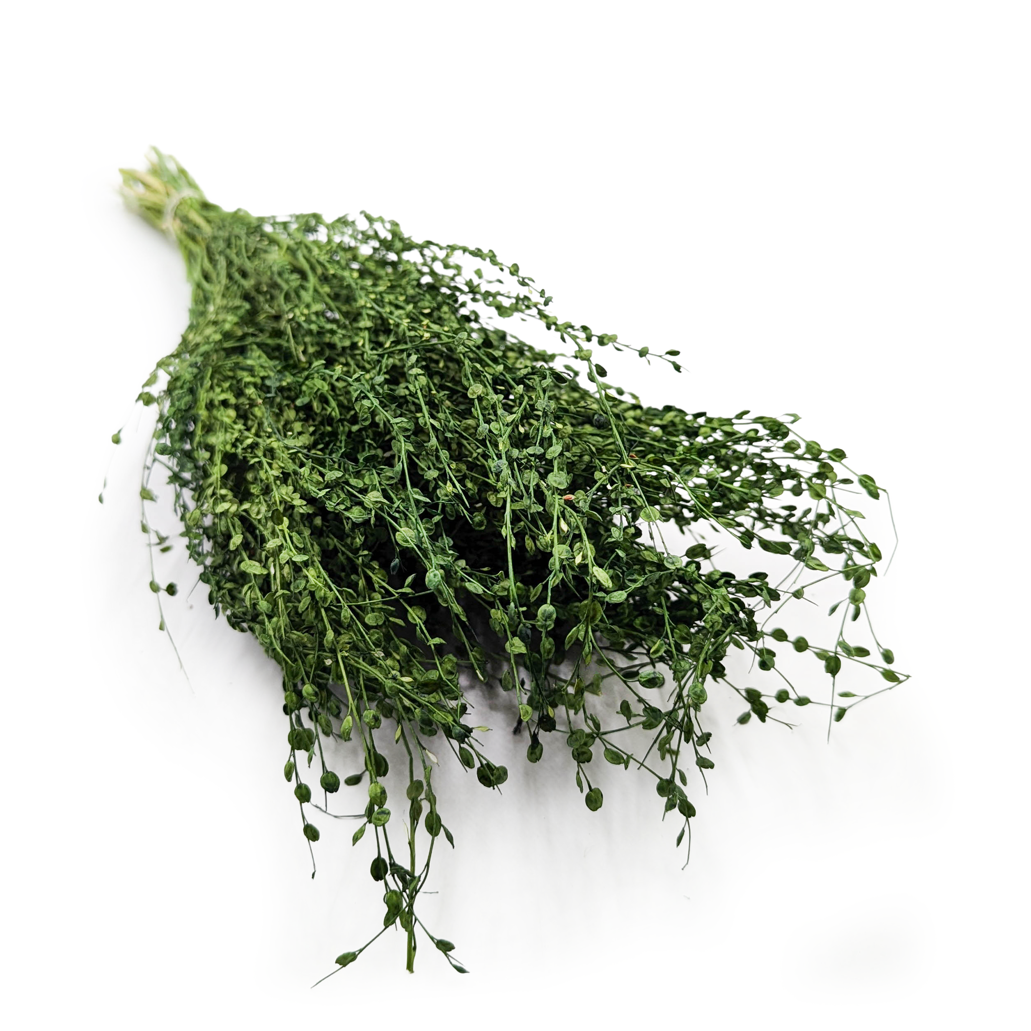 Lepidium Séché – (Lepidium sativum) – Vert Bouteille