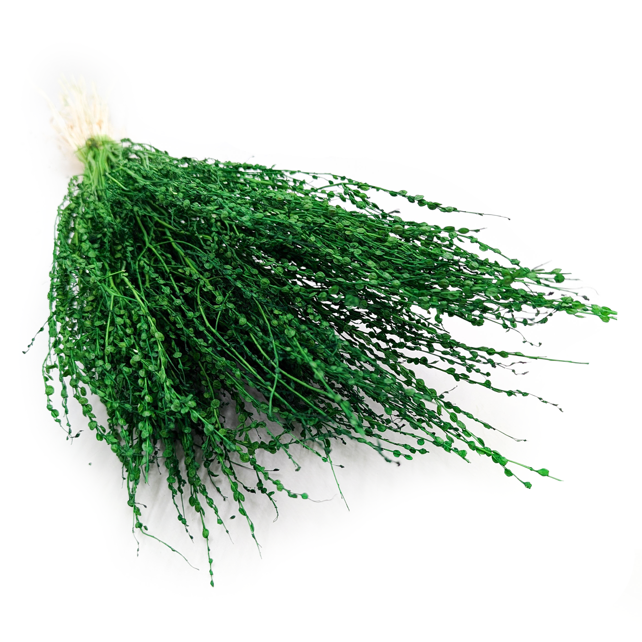 Lepidium séché – (Lepidium sativum) – vert