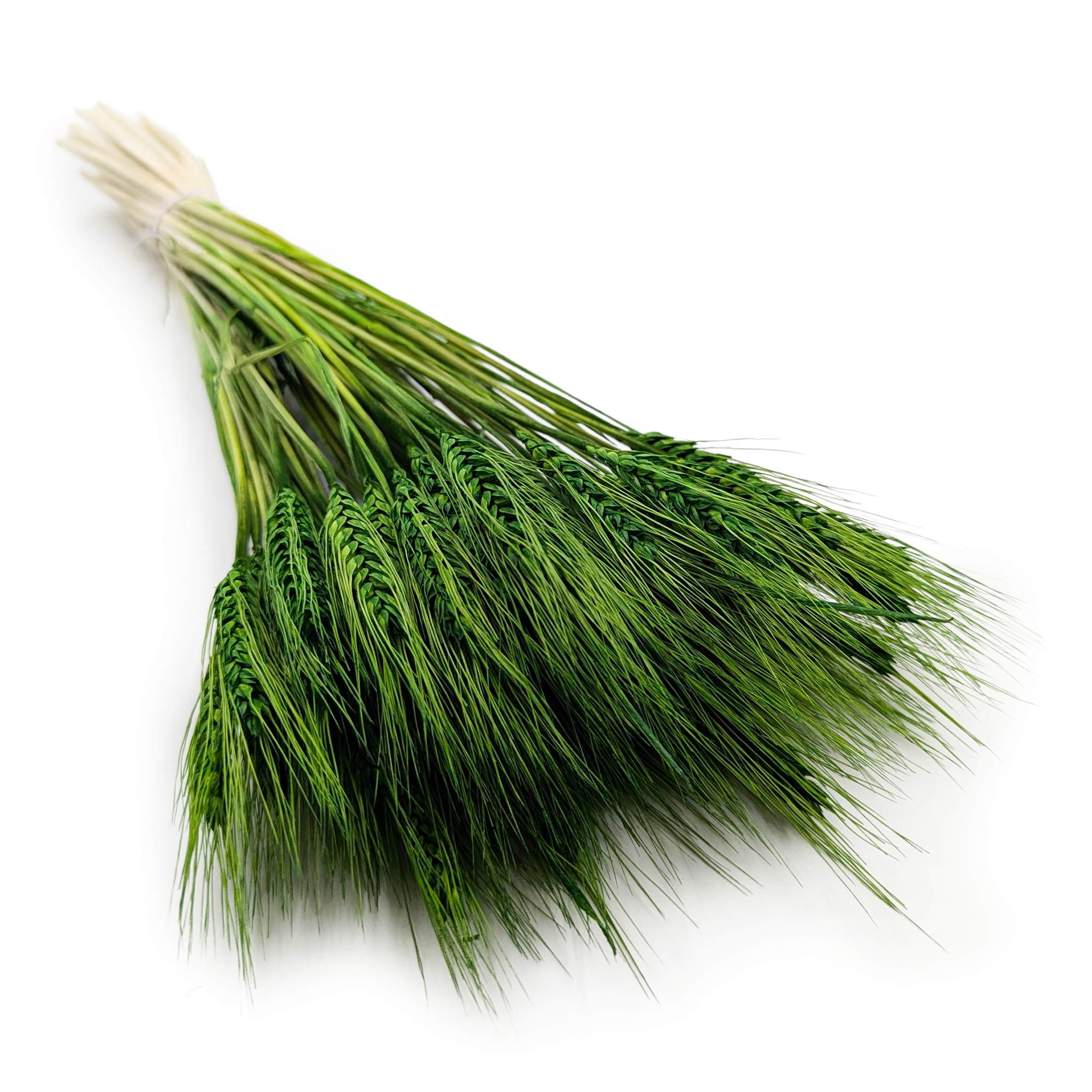 Triticale séché – Vert bouteille 