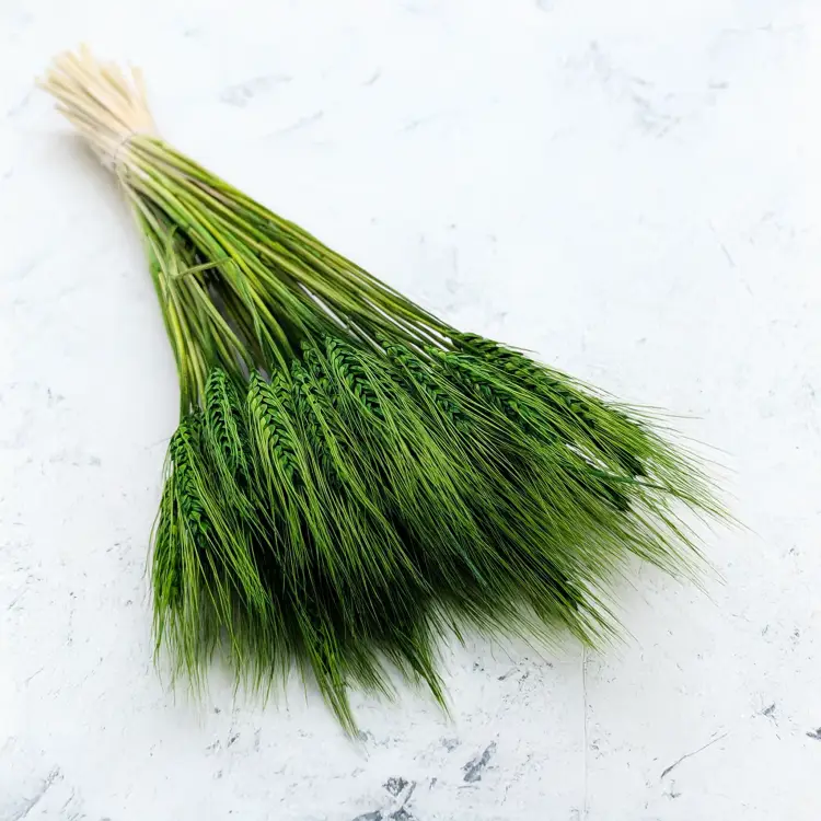 Pszenżyto butelkowa zieleń 4.png