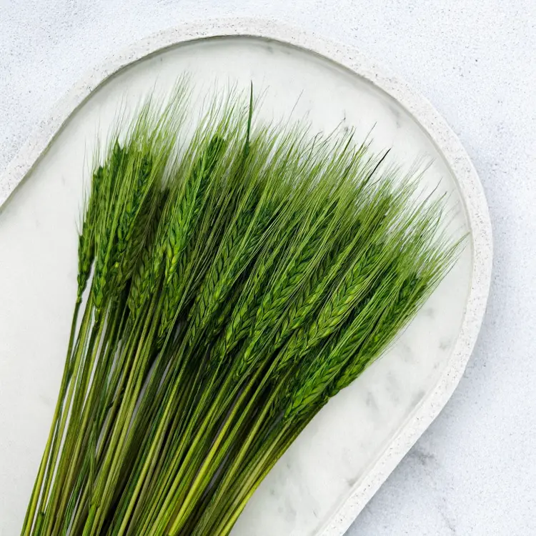 Pszenżyto butelkowa zieleń 5.png