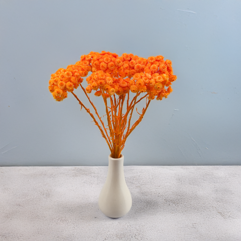 Kocanka włoska pomaranczowa 5.png