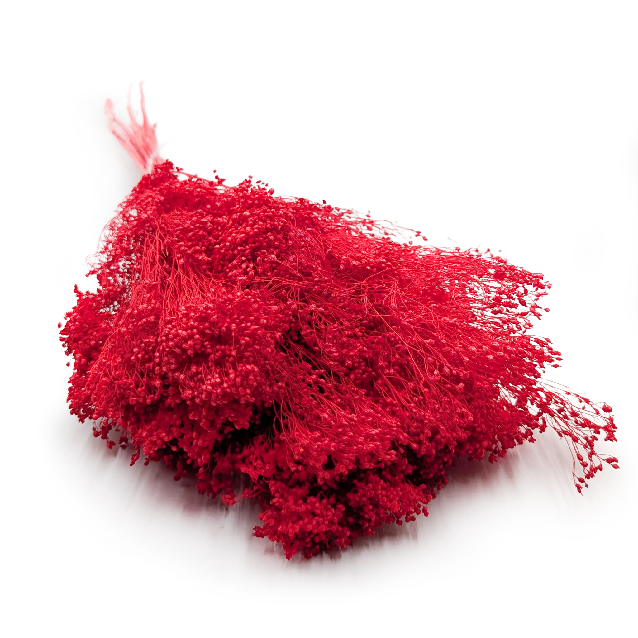 Broom Bloom séché – Genêt – Rouge