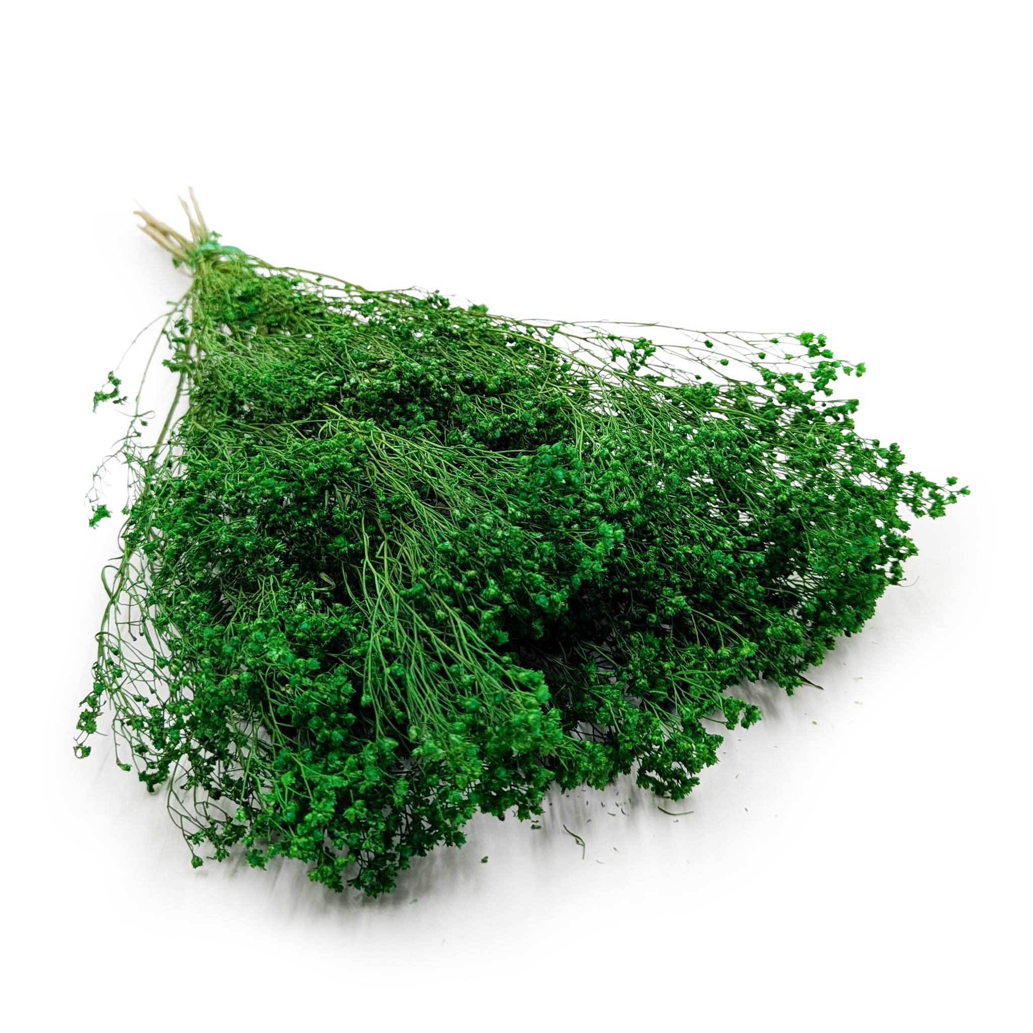 Broom Bloom séché – Genêt – Vert