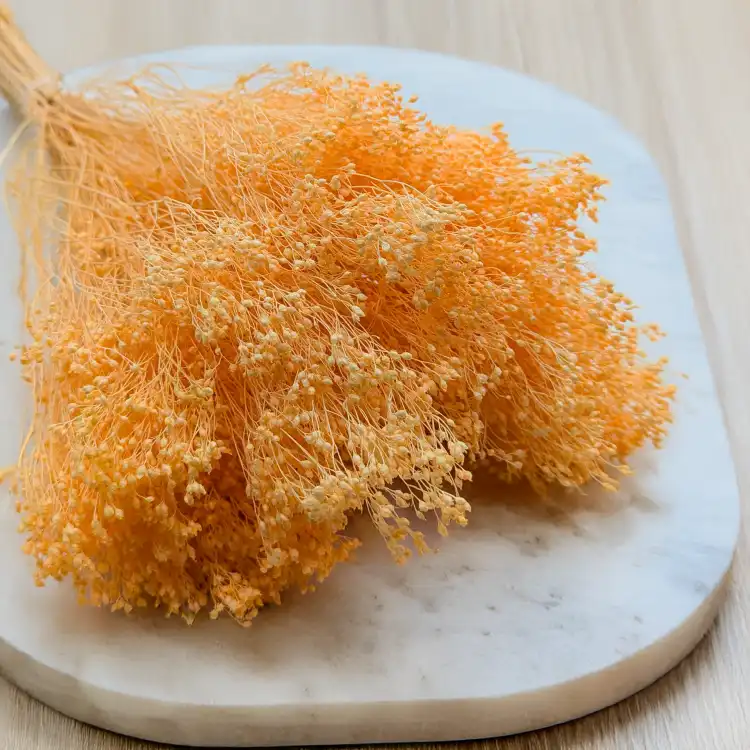 Broom peach 2.png