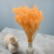 Broom peach 5.png