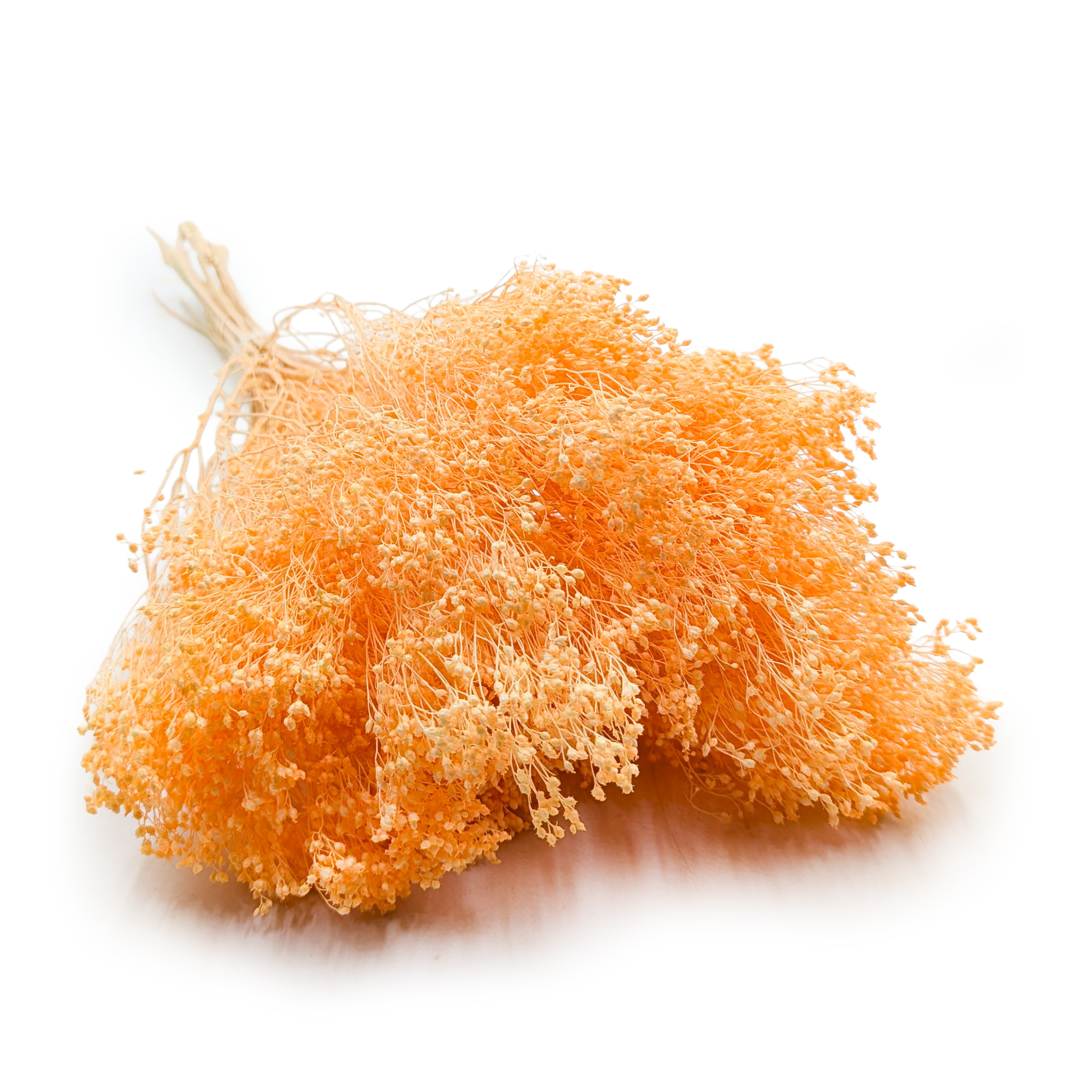 Broom Bloom séché – Genêt –Pêche