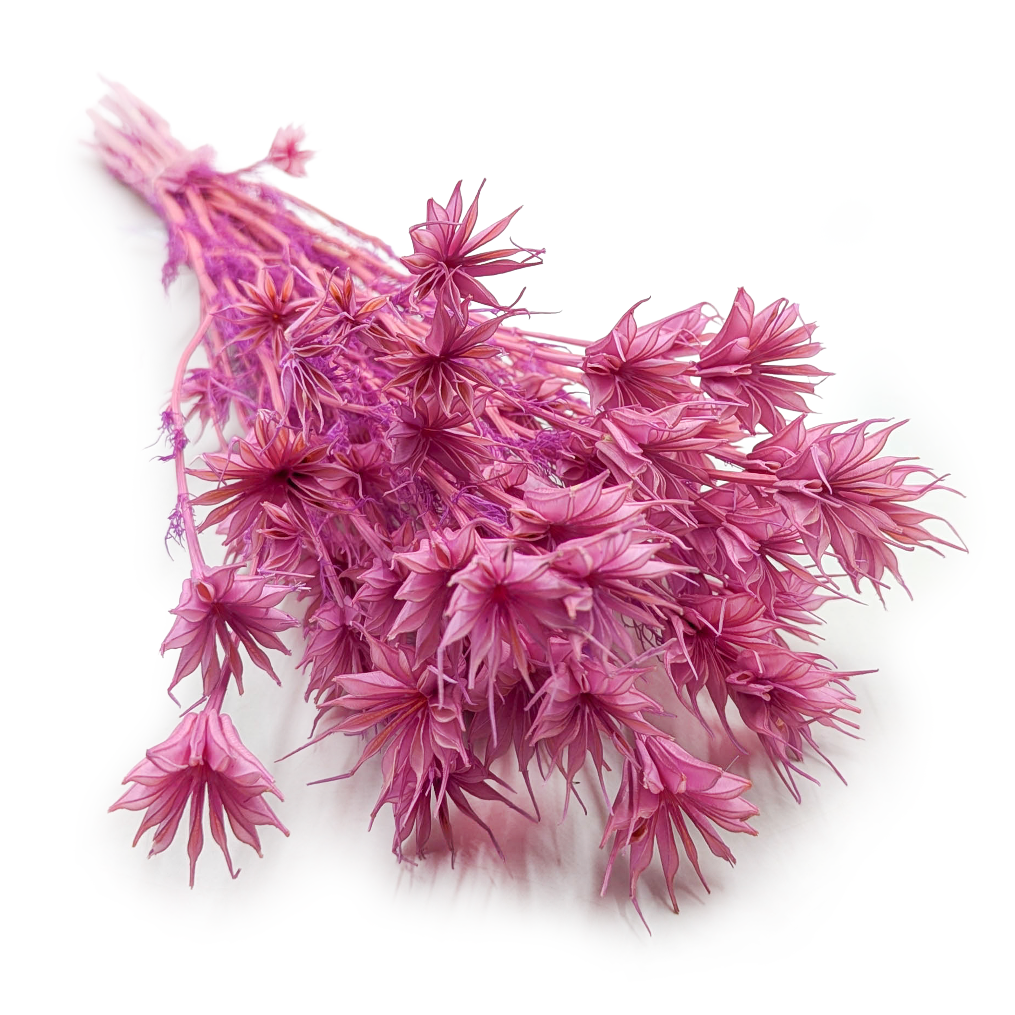 Nigelle Orientale Séchée – (Nigella Orientalis) –Lilas