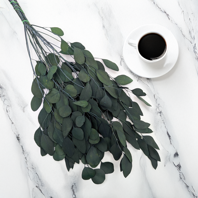 Eukaliptus Populus IT 1.png