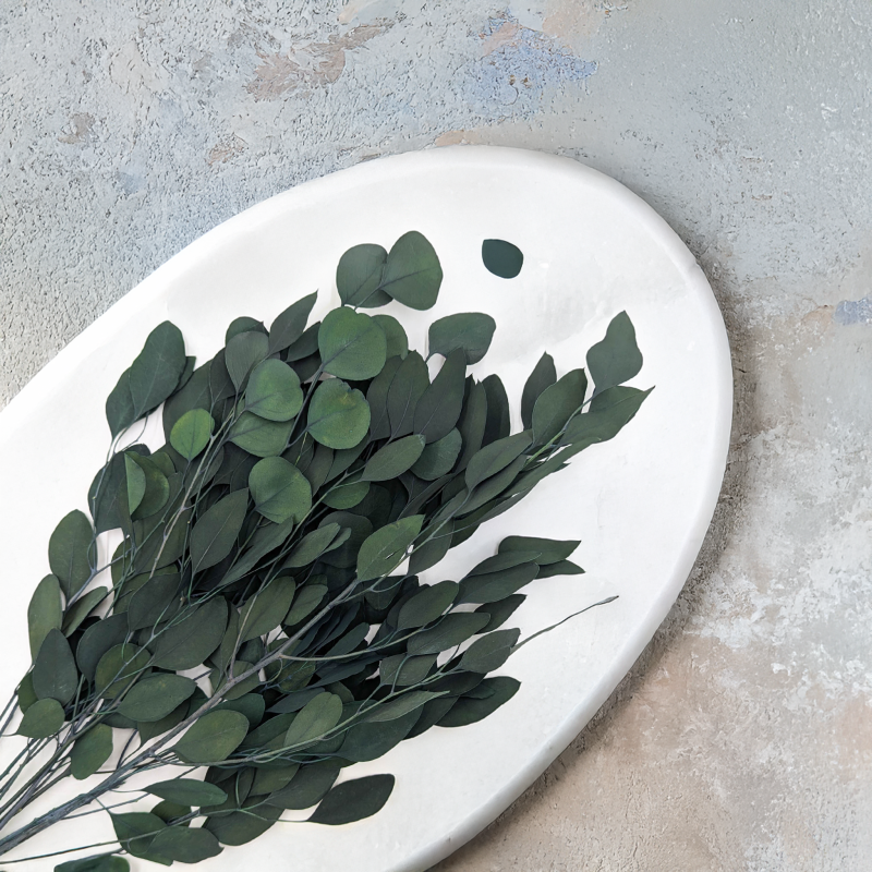 Eukaliptus Populus IT 2.png