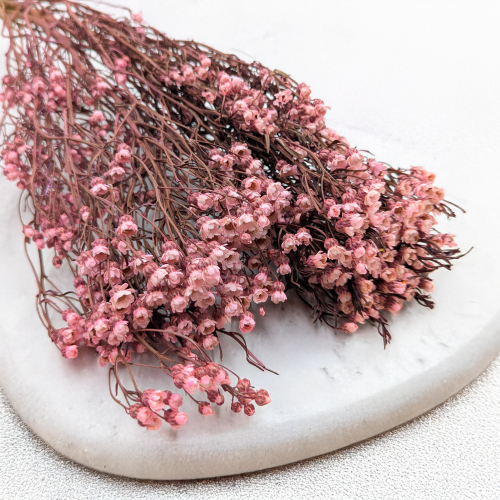 Oxodia Pink IT 3.png