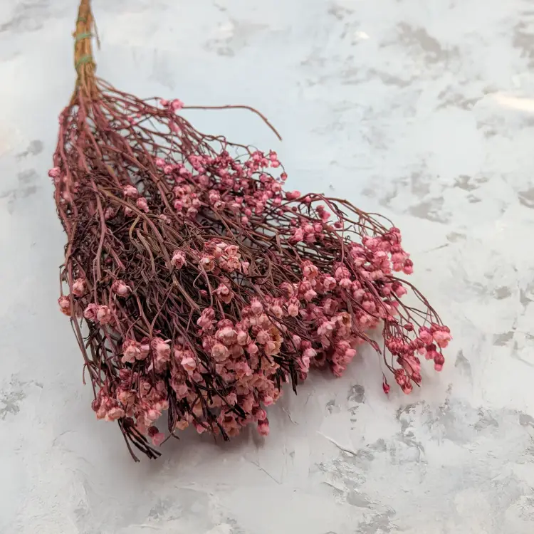 Oxodia Pink IT 1.png