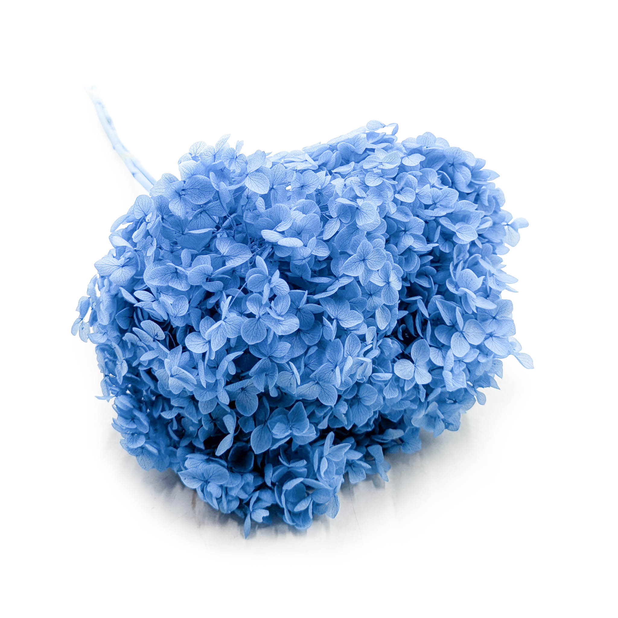 Hortensia Préservé (Hydrangea Cabeza) – Royal – Bleu