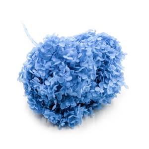 Hortensia Préservé (Hydrangea Cabeza) – Royal – Bleu