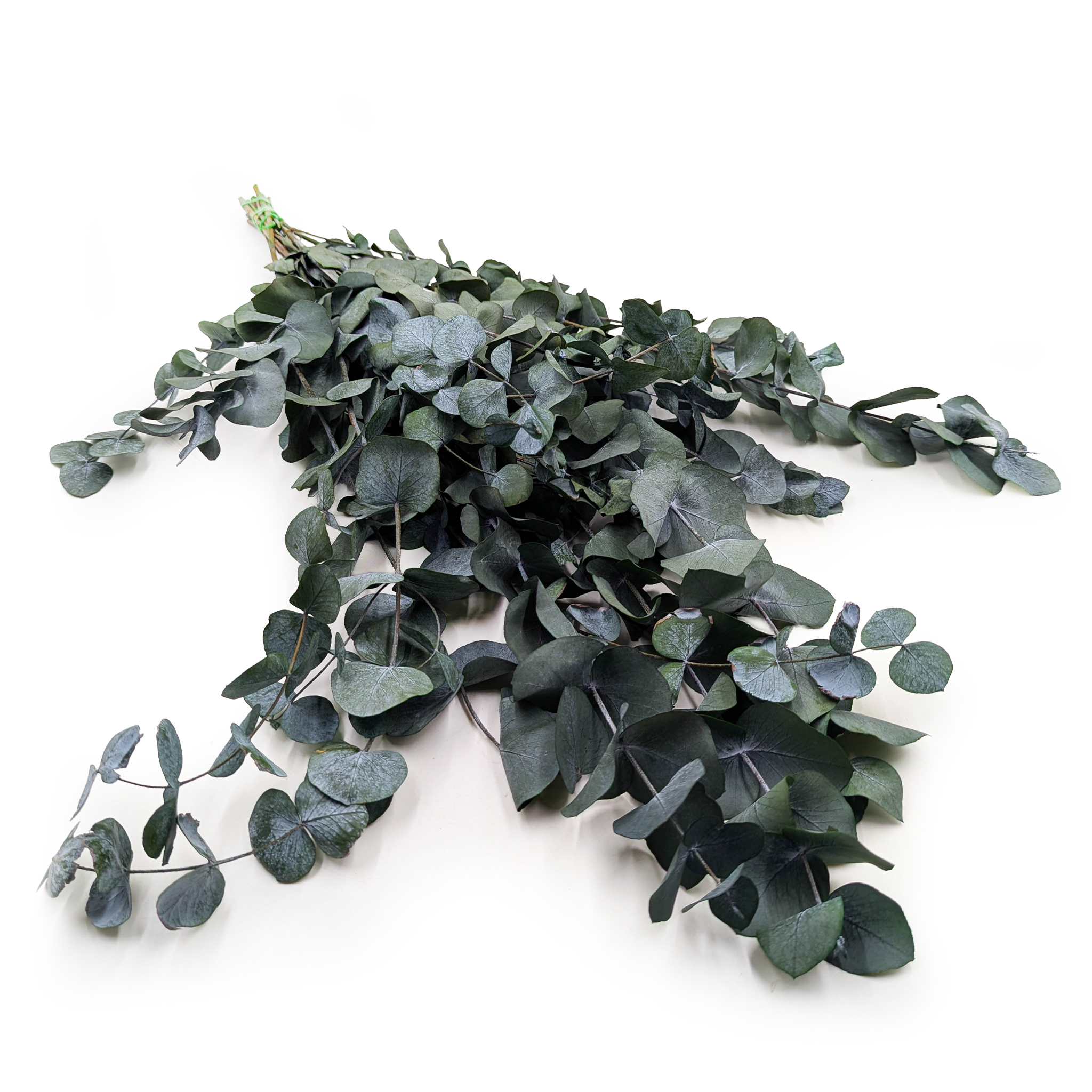 Eucalyptus préservé – Cinerea – Vert