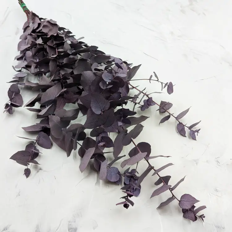 Stuartiana Milka LC 1.png